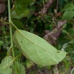 Passiflora coccinea 葉