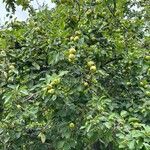 Malus domestica ᱛᱟᱦᱮᱸ
