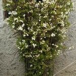 Spiraea cantoniensis 整株植物