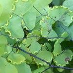 Adiantum poiretii Плод