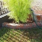 Phyllostachys aurea Hoja