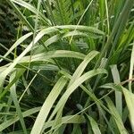 Molinia arundinacea Foglia