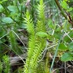 Lycopodium clavatumLeaf