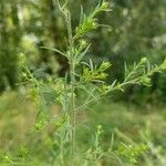 Symphyotrichum pilosum Квітка