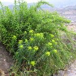 Euphorbia sikkimensis Habitat