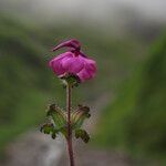 Pedicularis gracilis Yeri