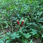 Spigelia marilandicaBlomma