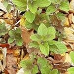 Mentha pulegium Habit