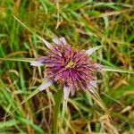 Tragopogon porrifolius 花