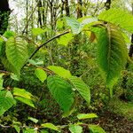 Prunus sargentii Leaf