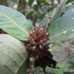 Ixora comptonii Fruit