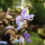 Utricularia humboldtii 花