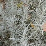 Helichrysum italicum برگ