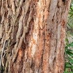 Eucalyptus robusta Schors
