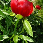 Paeonia peregrina പുഷ്പം