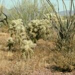 Cylindropuntia fulgida Hábito