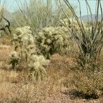 Cylindropuntia fulgida Характер