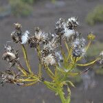 Sonchus gandogeri Kukka