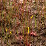 Drosera filiformis Συνήθη χαρακτηριστικά