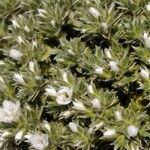 Arenaria erinacea برگ