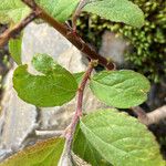 Salix pyrenaica Φλοιός
