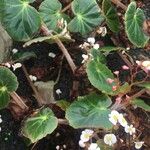 Begonia acida Blomst