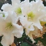 Beaumontia grandiflora Blomst