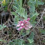 Anthyllis montana പുഷ്പം