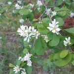 Amelanchier utahensis Leaf