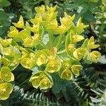 Euphorbia myrsinites Floare