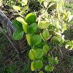 Hoya australis Costuma