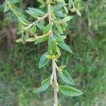 Cotoneaster integrifolius Blad