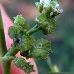 Lepidium squamatum Frukto