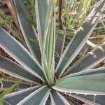 Agave vivipara Blad