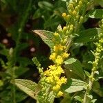 Solidago rugosa Flor