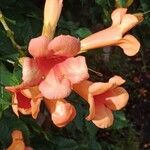 Campsis grandiflora Fula