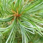 Pinus parviflora Φύλλο