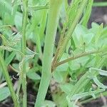 Erucaria hispanica Corteza