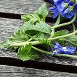 Veronica austriaca Leaf