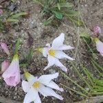 Cyrtanthus elatus Flower