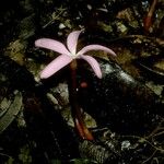 Voyria rosea Хабит