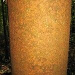 Macrolobium bifolium Cortiza