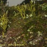Arceuthobium azoricum 形態