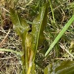 Potamogeton lucens Leaf