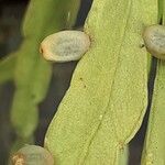 Rhipsalis micrantha Fruit