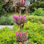 Salvia spathacea 花