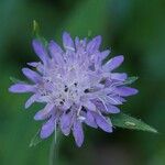 Knautia dipsacifoliaLorea