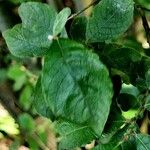 Salix aurita List