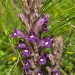 Orobanche arenariaFlor