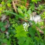 Galium odoratumFlower